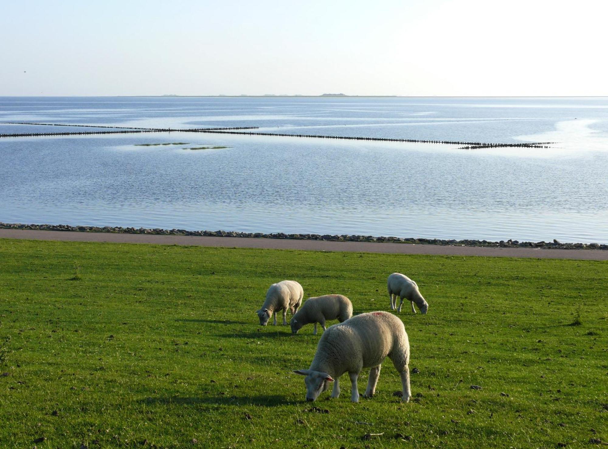 Dagebüll Friesenhaus Am Meer מראה חיצוני תמונה